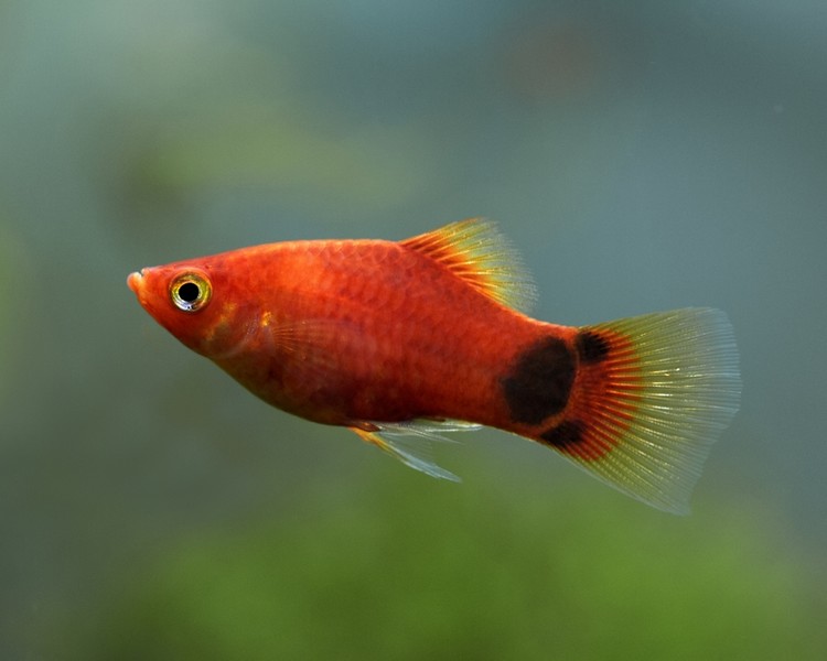 Mickey Mouse Platy ~ 3 - 4cm
